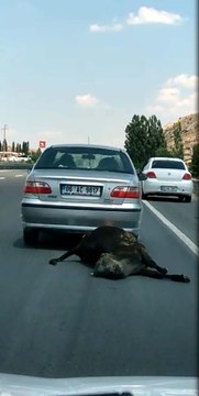 İnsanların içini sızlatan anlar! Ölü ineği arabasıyla sürüklenen şahıs, cezasız kalmadı