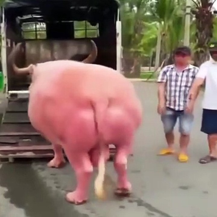 Have you ever seen an Albino Bull?