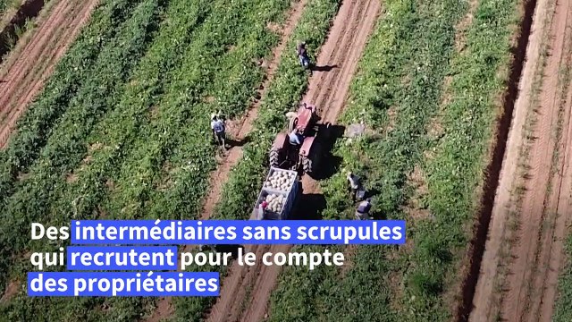 Exploités, battus, drogués: le calvaire des ouvriers agricoles étrangers en Italie