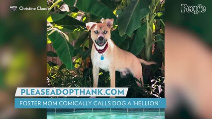 Houston Woman Creates Comical, Expletive-Filled Adoption Page for Her 'Hellion' Foster Dog Hank