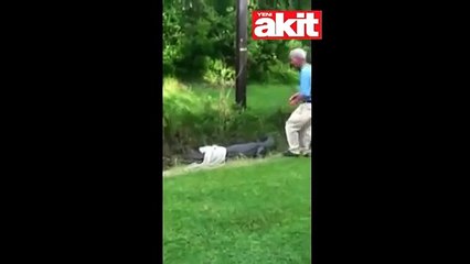 Timsaha yem oluyordu