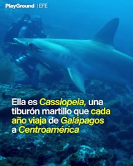 Esta tiburón martillo nadó para buscar guardería para sus crías y ahora nadie sabe dónde está 
