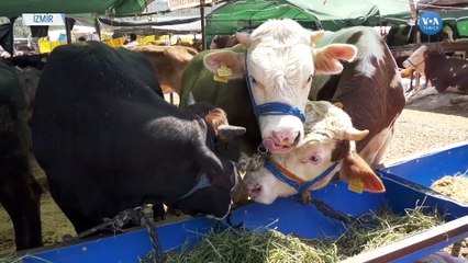 Besi Maliyeti Nedeniyle Kurban Pazarları Doldu