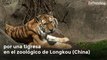Perra adopta a tres cachorros de tigre luego de que fueran rechazados por su madre
