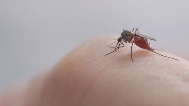 Record-breaking heat also means more mosquitoes
