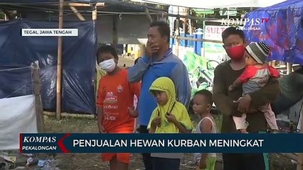 Penjualan Hewan Kurban Meningkat