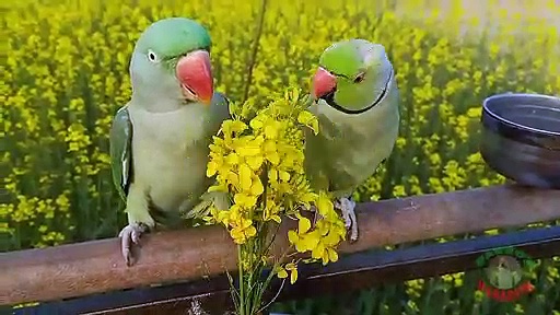 04.Shafin Parrot Just Love Alex