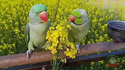 04.Shafin Parrot Just Love Alex