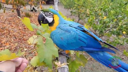 06.Adventures of Rio! Our Lovely Blue and Gold Macaw!