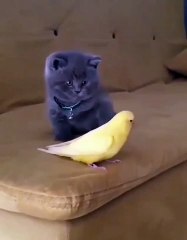 cat and lovebirds