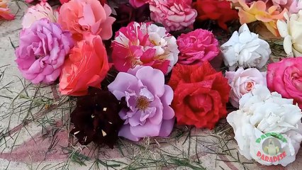 09.Parrots Playing with Roses