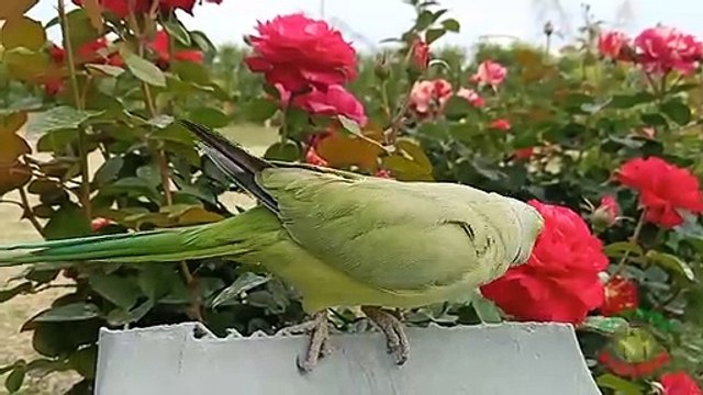 10.Natural Parrot Sounds and Chirping