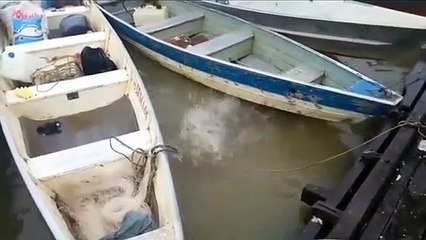 Brezilya'da pirana dolu nehir dehşet saçtı