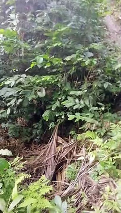 Masukal na kagubatan 