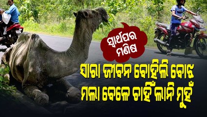 Speical Story | Owner Abandons Old Camel On Roadside In Ganjam's Khalikote, Dies