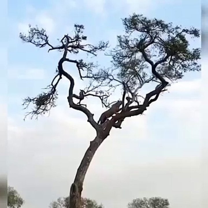 funny with tiger and monkey....