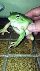 Friendly Frog Becomes Surprisingly Scary
