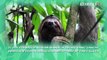 Fakta Menarik Sloth, Hewan Paling Lambat di Dunia
