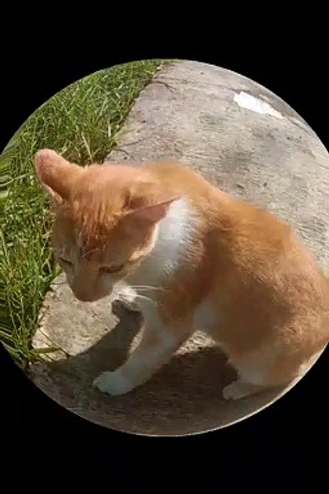 I found a cat on the street