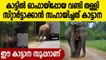 Elephant buddy helps push-start a stranded truck in Sri Lanka