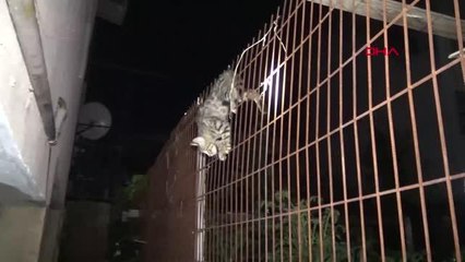 KARNINA ÇİT TELİ SAPLANAN YAVRU KEDİ KURTARILDI