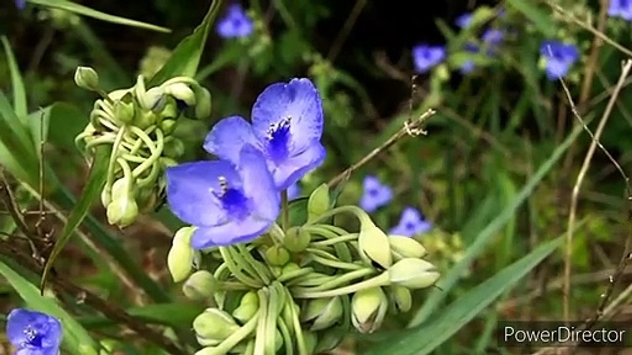 Beautiful Nature with relaxing short film with HD, Nature beauty&relaxing video