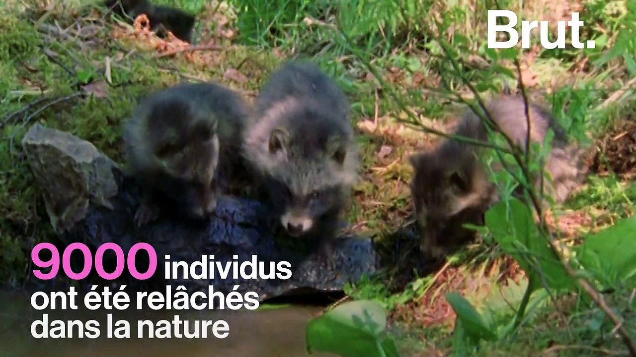 Le chien viverrin, une espèce invasive