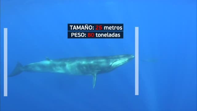 Impresionantes avistamientos de ballenas en la costa catalana del Garraf