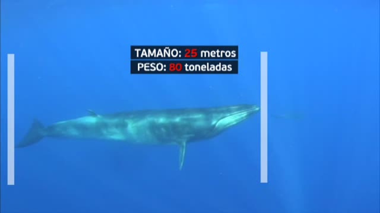 Impresionantes avistamientos de ballenas en la costa catalana del Garraf