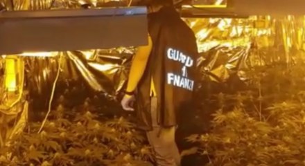 Savigliano (CN) - Scoperta serra di marijuana da 100mila euro (14.07.21)