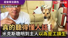 真的聽得懂人話！ 米克斯聰明到主人以為是「工讀生假扮」
