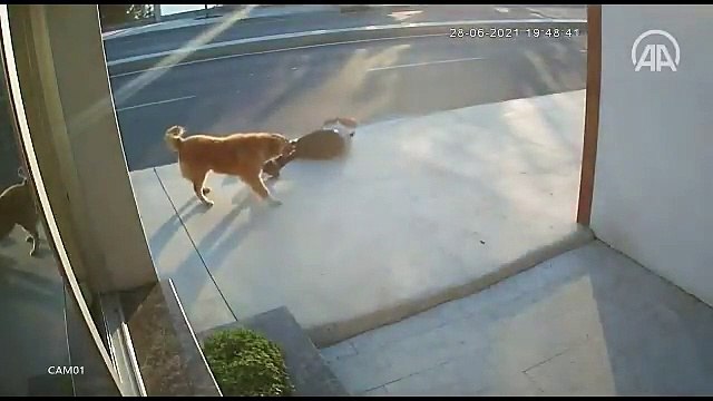 Un piéton percuté par un camion à cause d’un chien