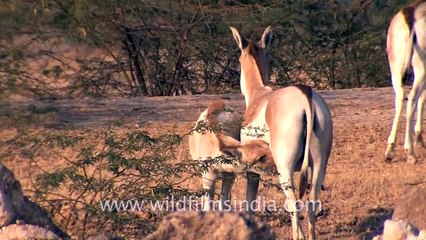 A baby Ass suckling milk in Kutch