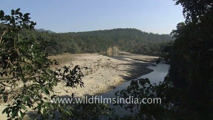 High Bank forest at Corbett...