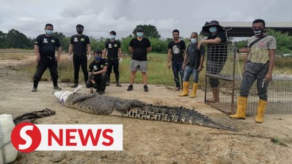 3m-long crocodile caught along river in Beaufort