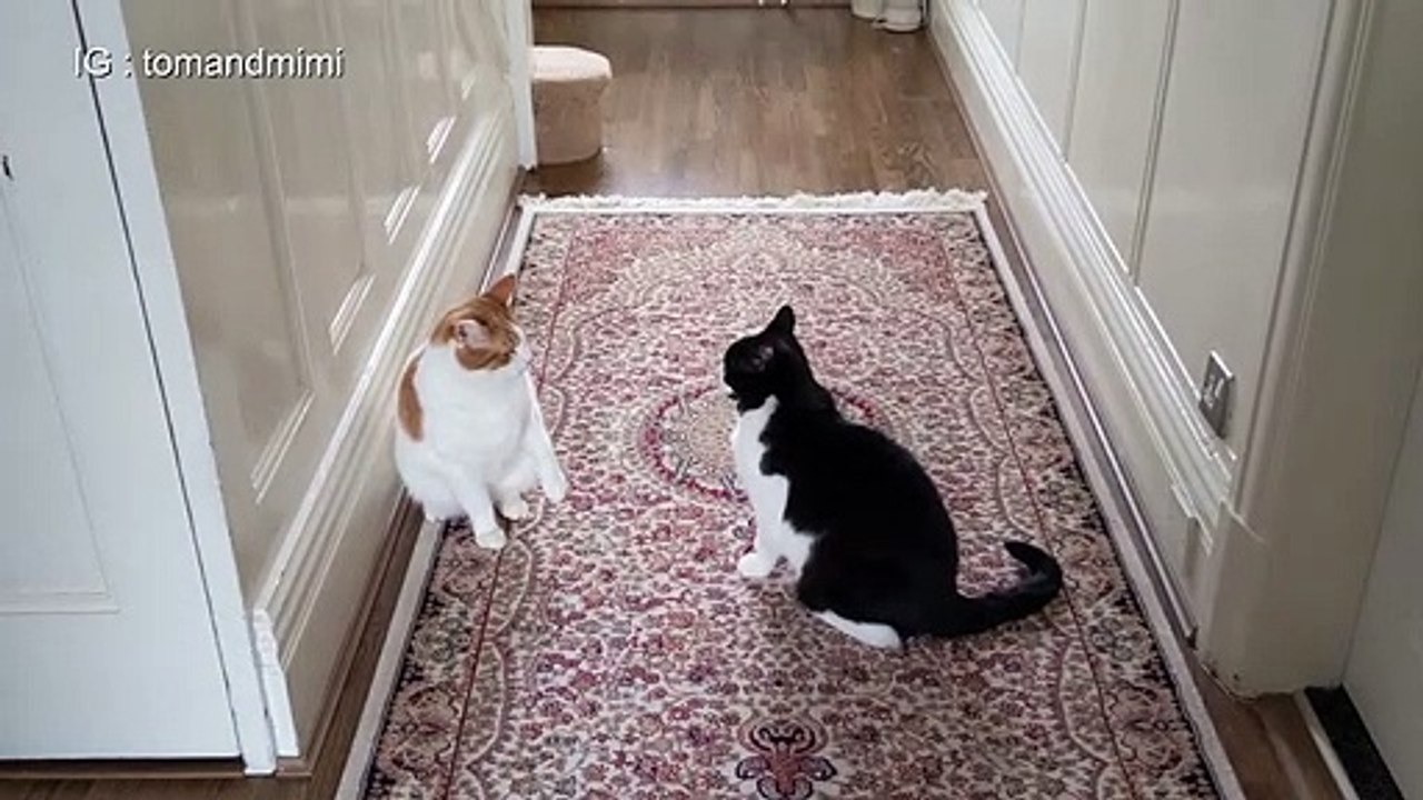 07.Cat Fight _ 4K
