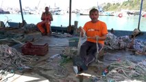 Balıkçılar avlayamıyor...Balon balıkları ağları parçalıyor