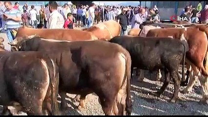Kurbanlık seçimi ve kesiminde dikkat edilmesi gereken unsurlar
