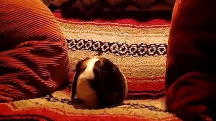 CAVIA PORCELLUS TURMERIC 102_5738