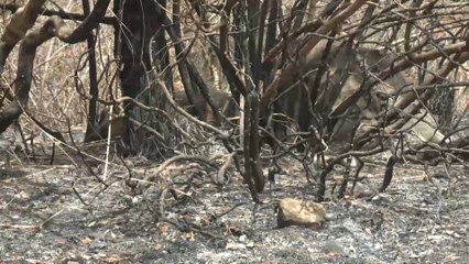 الجزائر.. حرائق مفتعلة في عدد من الولايات واعتقال مشتبه فيهم