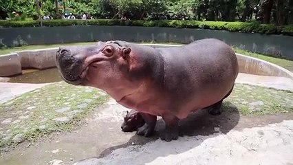 حديقة حيوانات في المكسيك تحتفي بولادة فرس نهر