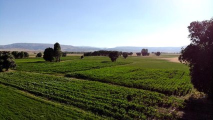 Ottan beklenen verimi alamayan çiftçi silajlık mısıra yöneldi
