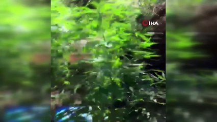 Araziye ektiği kenevirleri sulamaya gelince yakalandı