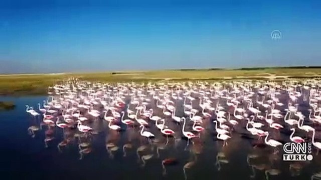 Tuz Gölü'nde flamingo ölümleri