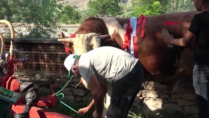 KÜTAHYA'DA 1,5 TONLUK BOĞA, 60 BİN LİRAYA SATIŞA ÇIKARILDI