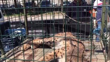 Köye inen vaşak yakalandı