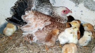03.Two broody hen hatching chicks at same time __ Friendly hen