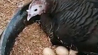 04.Angry Broody Turkey hen _ Turkey Bird hatching chicks _ Short _ Shorts _ Turkey bird Chicks hatching