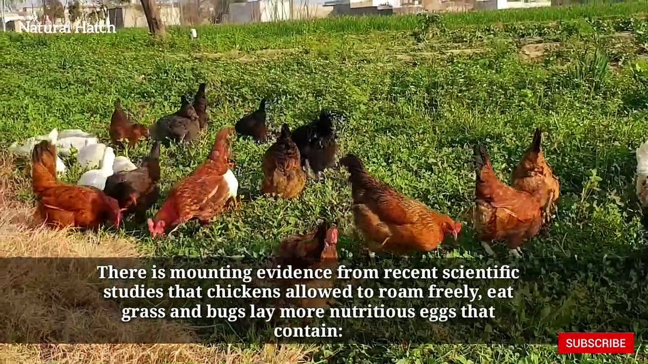 05.Chickens and ducks foraging at my desi MURGI farm _ Hen range outdoor on pasture _ Natural Hatch