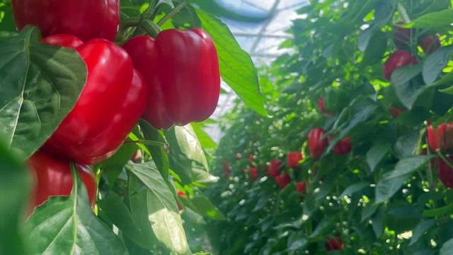 Brexit peggio della pandemia: la crisi dell'agricoltura inglese (senza lavoratori stranieri)